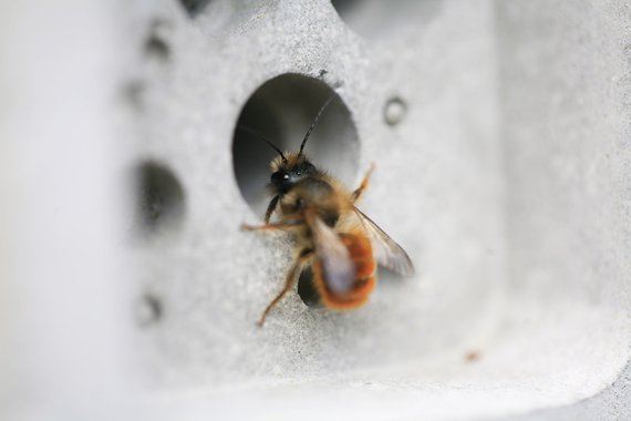 Bee for biodiversity
