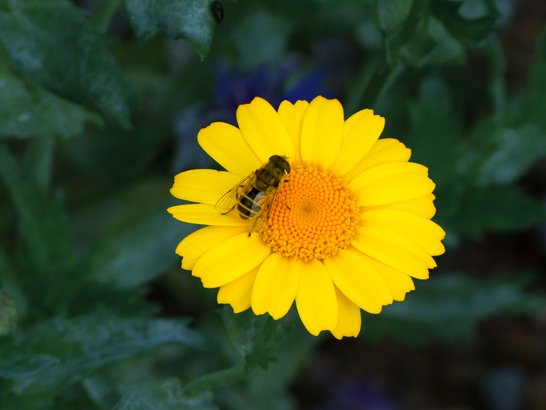 Bee