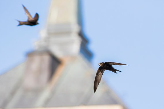 Swifts