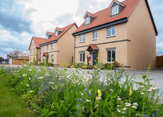 Taylor Wimpey Sudbury biodiversity